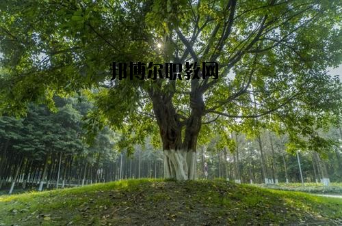 四川檔案學校2020年報名條件、招生要求、招生對象